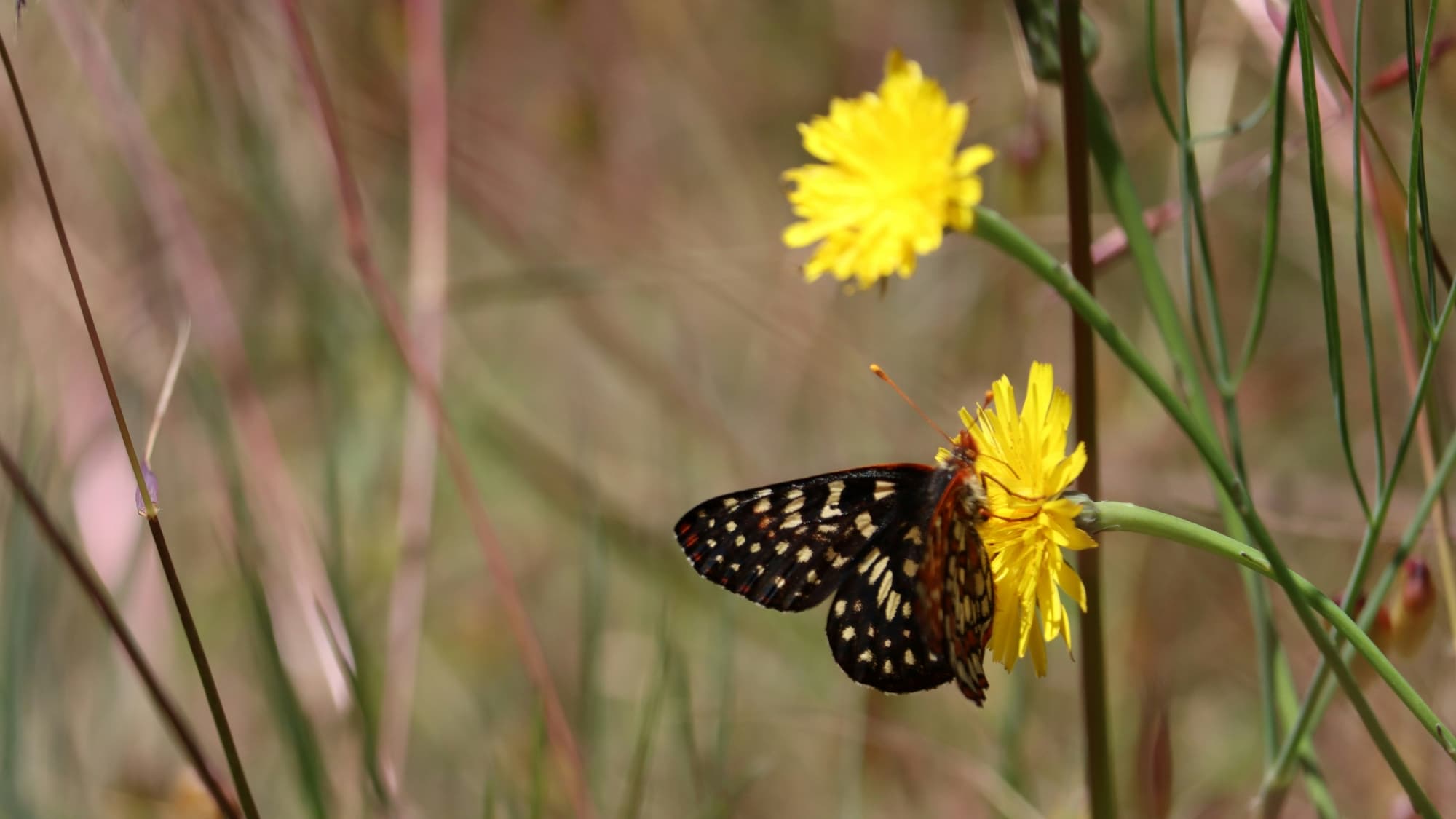BUTTERFLIES' VALLEY